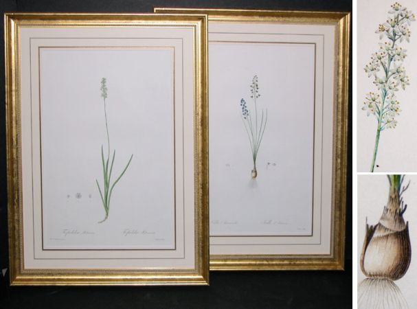 Lot image - After P. J. Redoute