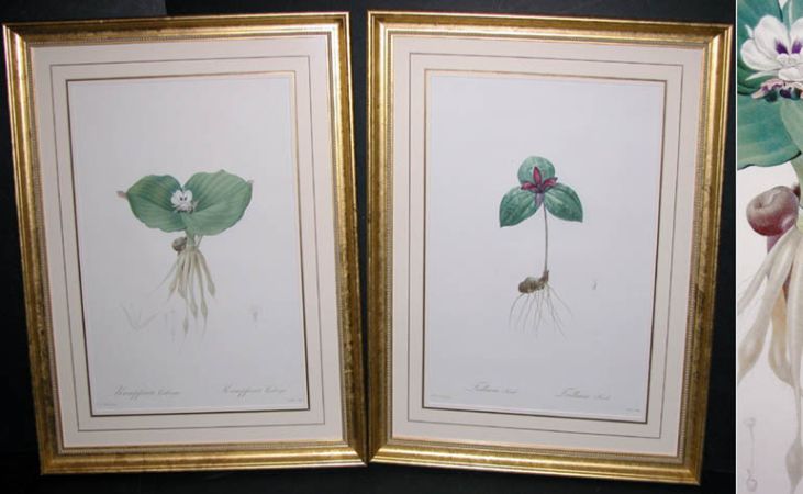 Lot image - After P. J. Redoute