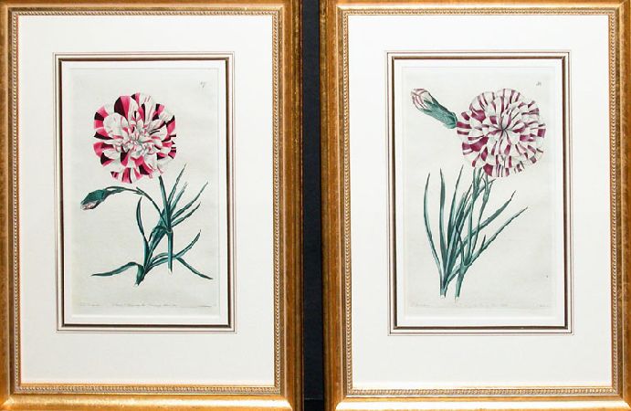 Lot image - After E. D. Smith [CARNATION STUDIES] Two hand-colored engravings