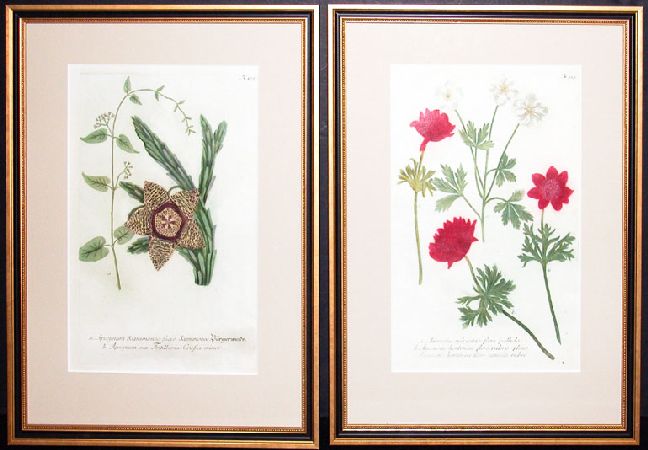 Lot image - After Johann Weinmann [FLORAL STUDIES] Two hand-colored color engravings