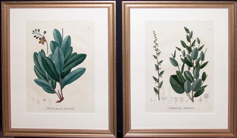 Lot image - Johann B.E. Pohl KIELMEYERA PUMILA and BUTTNERIA DENTATA Two hand-colored lithographs