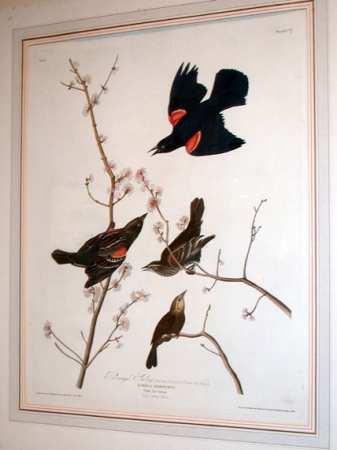 Lot image - After John James Audubon