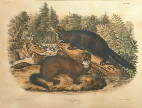 Lot image - After John James Audubon MINK Hand-colored lithograph