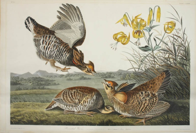 Lot image - After John James Audubon