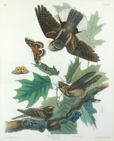 Lot image - After John James Audubon