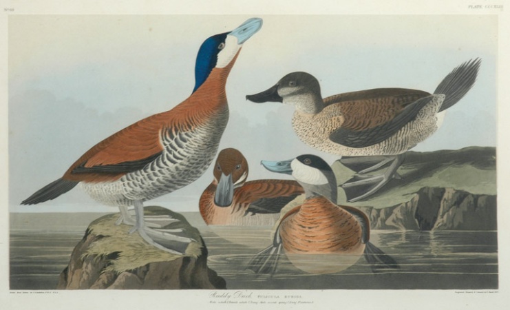 Lot image - After John James Audubon RUDDY DUCK Hand-colored etching and aquatint