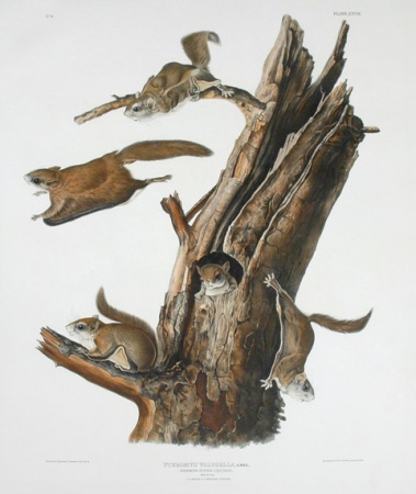 Lot image - After John James Audubon COMMON FLYING SQUIRREL Hand-colored lithograph