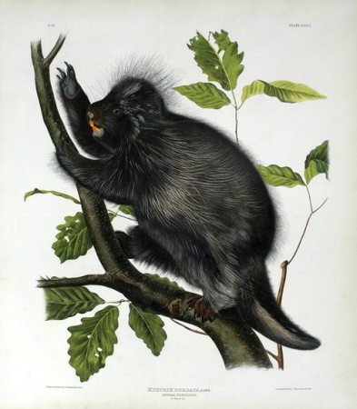 Lot image - After John James Audubon CANADA PORCUPINE Hand-colored lithograph