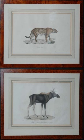 Lot image - After Werner ELAN DE LAMERIQUE SEPTENTRIONALE, OU ORIGINAL and JAQUAR, FEMELLE Two hand-colored lithographs