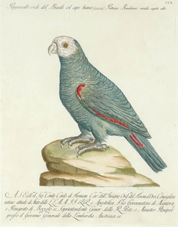 Lot image - Saverio Manetti, Lorenzo Lorenzi and Violante Vanni [BIRD STUDIES] Six hand-colored etchings and engravings