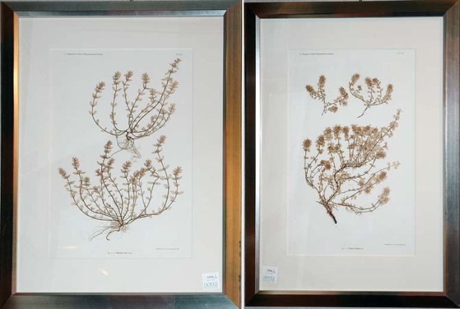 Lot image - Constantin von Ettingshausen and Alois Pokorny