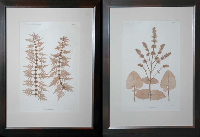 Lot image - Constantin von Ettingshausen and Alois Pokorny