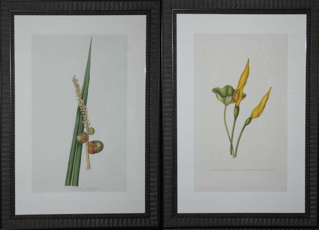 Lot image - Mrs. James Cookson