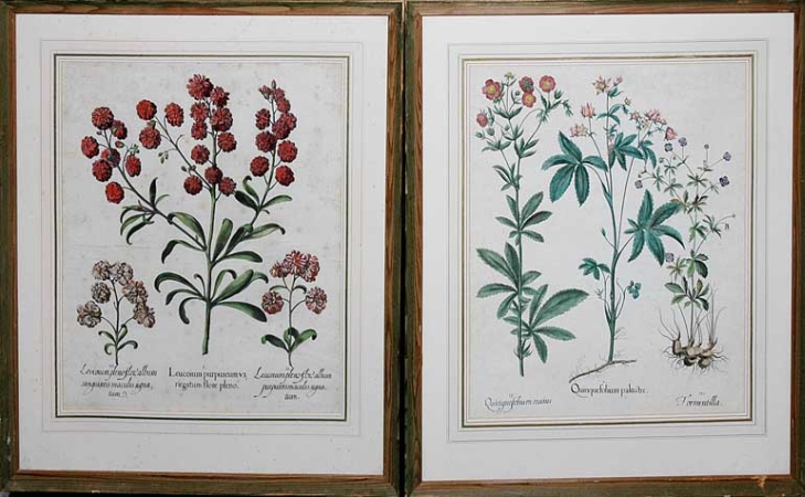 Lot image - Basilius Besler