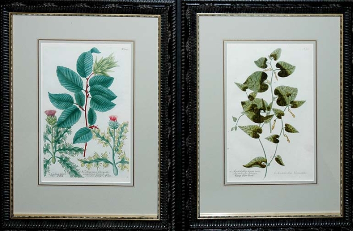 Lot image - After Johann Weinmann