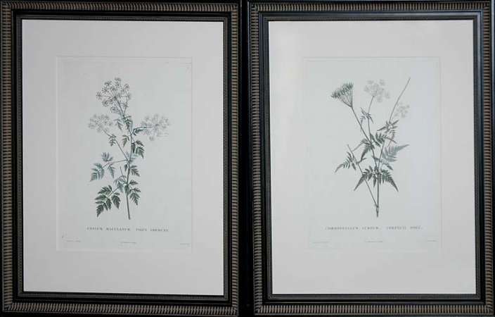 Lot image - After Pierre-Joseph Redoute