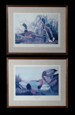 Lot image - After John James Audubon CANVAS BACKED DUCK and MALLARD DUCK Two color photoreproductions