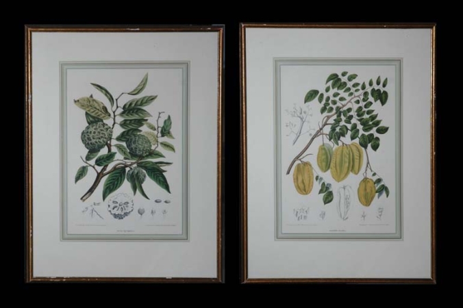 Lot image - After Mme Bertha Holla van Nooten ANONA RETICULATA and DURIO ZEBETHINUS Two chromolithographs by G. Severeyns