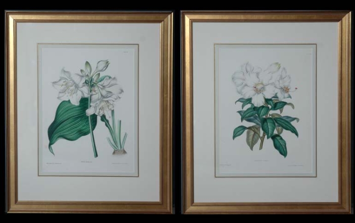 Lot image - After Charlotte Caroline Sowerby RHODODENDRON CALOPHYLLUM and EUCHARIS AMAZONICA Two hand-colored zincographs