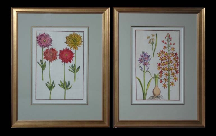 Lot image - After Daniel Rabel [FLOWER STUDIES] Two engravings, with later hand-coloring.