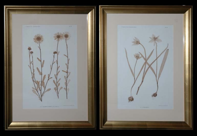 Lot image - Constantin von Ettingshausen and Alois Pokorny [PLANT STUDIES] Two nature printed engravings in brown