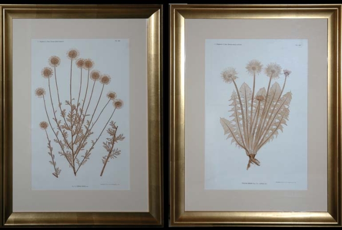 Lot image - Constantin von Ettingshausen and Alois Pokorny [PLANT STUDIES] Two nature printed engravings in brown