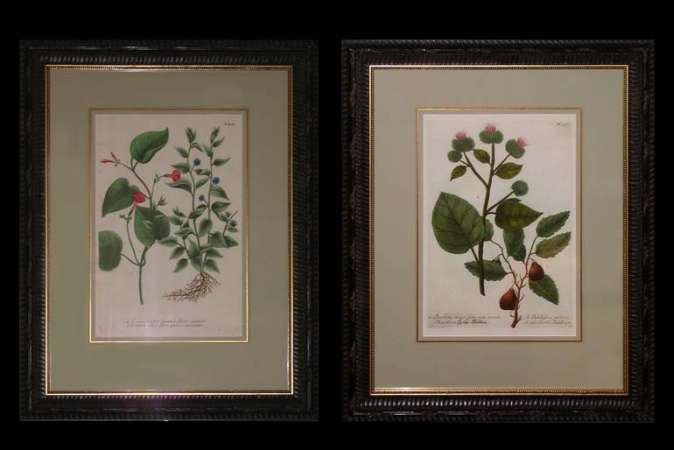 Lot image - After Johann Weinmann [FLOWER STUDIES] Two hand-colored color engravings