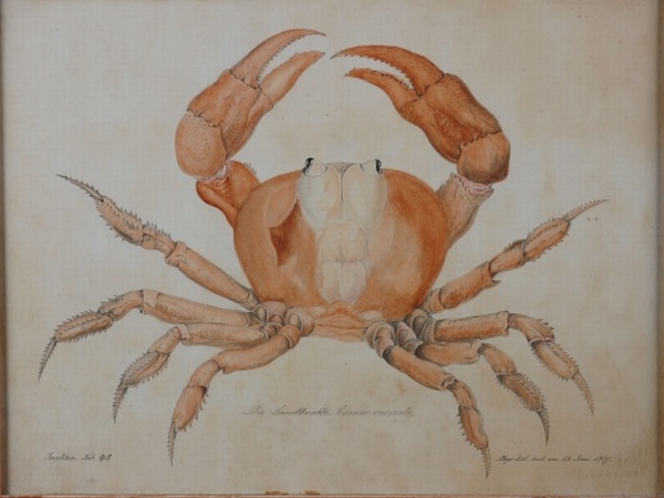 Lot image - Aloys Zotl