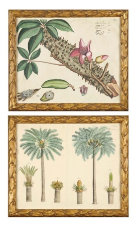 Lot image - Artist Unknown [PALM TREE STUDIES] and [WILD ORCHID] Two hand-colored engravings.