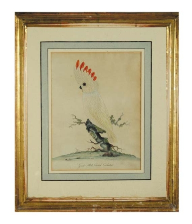 Lot image - Matilda Hayes GREAT RED-CRESTED COCKATOO Hand-colored etching, signed in ink