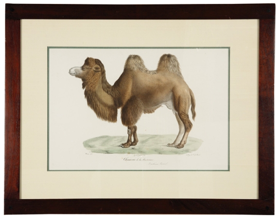 Lot image - After Werner CHAMEAU DE LA BACTRIANE Hand-colored lithograph