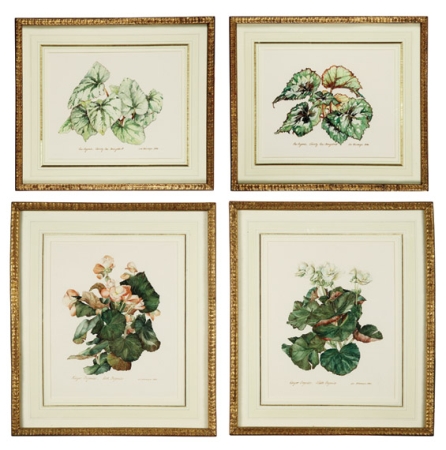 Lot image - James M. Steinmeyer (i) Rex Begonia and Variety Rex Changeant: Two; (ii) Rieger Begonia and Pink and White Begonia: Two