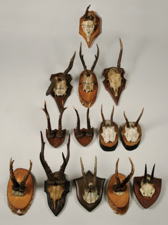 Lot image - Miscellaneous Group of Antler Trophies