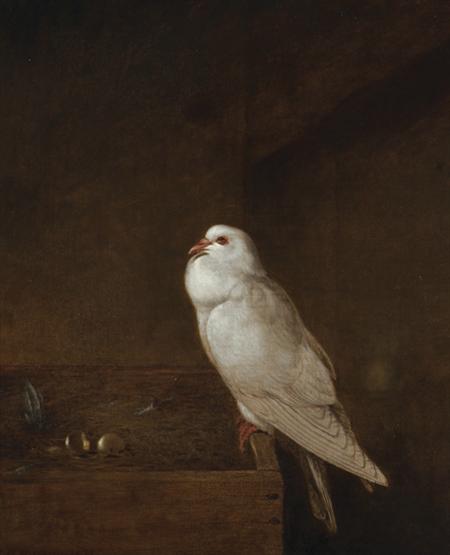Lot image - Thomas Hewes Hinckley American, 1813-1896 Perched Pigeon, 1853