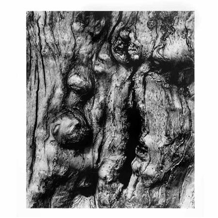 Lot image - SISKIND, AARON (1903-1991)  Millerton 1971