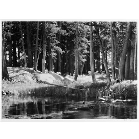 Lot image - ADAMS, ANSEL (1902-1984)  Lodgepole Pines, Lyell Fork of the Merced River