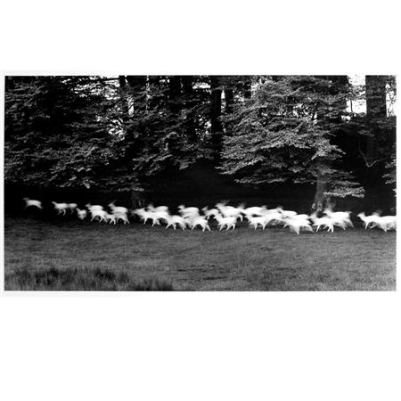Lot image - CAPONIGRO, PAUL (b. 1932)  Running White Deer, Wicklow, Ireland