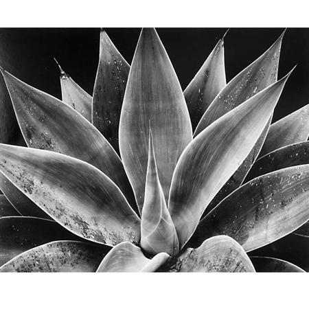 Lot image - WESTON, BRETT (1911-1993)  Century Plant, California, 1977