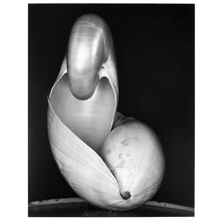 Lot image - WESTON, EDWARD (1886-1958)  Two Shells, 1927