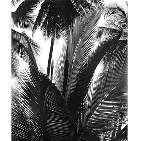Lot image - WESTON, BRETT (1911-1993)  Untitled [Palms]