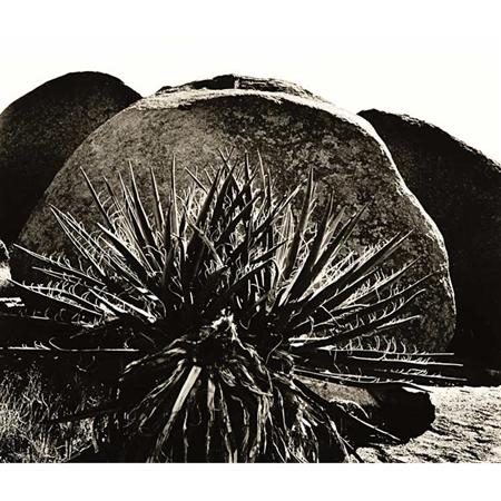 Lot image - WESTON, BRETT (1911-1993)  Yucca and Boulders. 1953