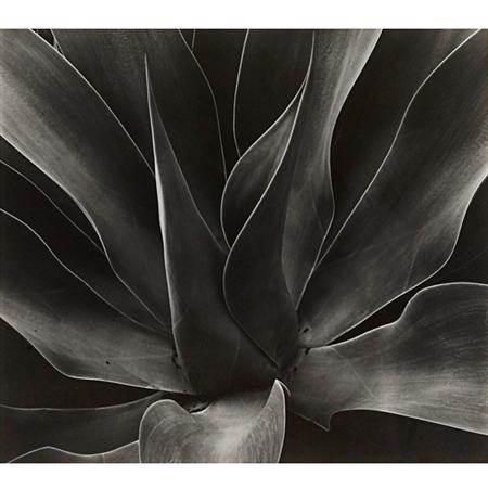 Lot image - WESTON, BRETT (1911-1993)  [Detail of Agave]