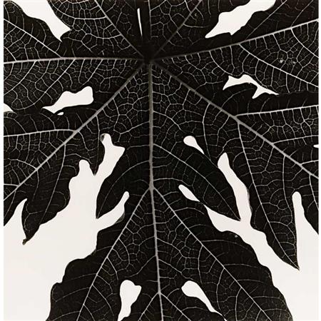 Lot image - WESTON, BRETT (1911-1993)  Leaf