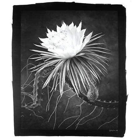 Lot image - DE COSSE, CY (b. 1929)  Group of two photographs