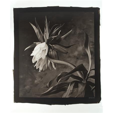 Lot image - DE COSSE, CY (b. 1929)  Group of four photographs