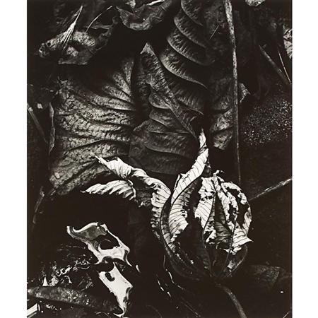 Lot image - WESTON, BRETT (1911-1993)  Untitled (Dead leaves, Hawaii)