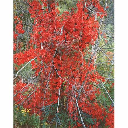 Lot image - BURKETT, CHRISTOPHER (b. 1951)  Red Woodbine at Sunset, Vermont
