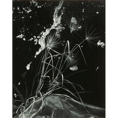 Lot image - WESTON, BRETT (1911-1993)  [Untitled-Grass by Wall]