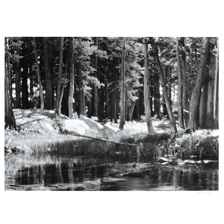 Lot image - ADAMS, ANSEL (1902-1984)  Lodgepole Pines, Lyell Fork of the Merced River