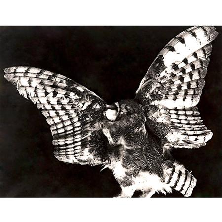 Lot image - WESTON, BRETT (1911-1993)  Dead Owl